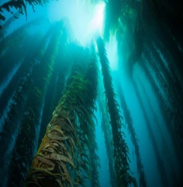 giant kelp underwater